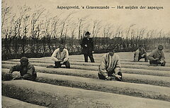Het steken van asperges in s-Gravenzande - Collectie Historisch Archief Westland