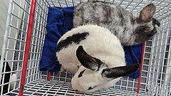 Dierenambulance West-Nederland