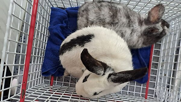 Dierenambulance West-Nederland