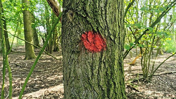 Staatsbosbeheer