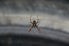 Een willekeurige foto van een spin