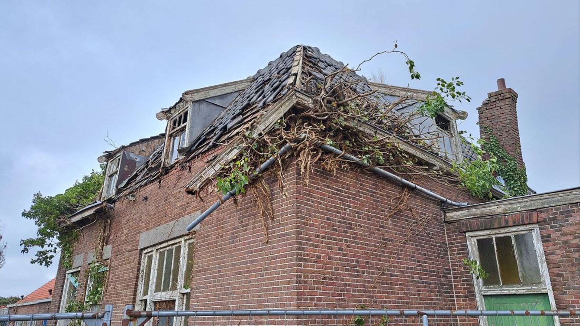 Wortels uit de dakgoot en onder de regenpijp