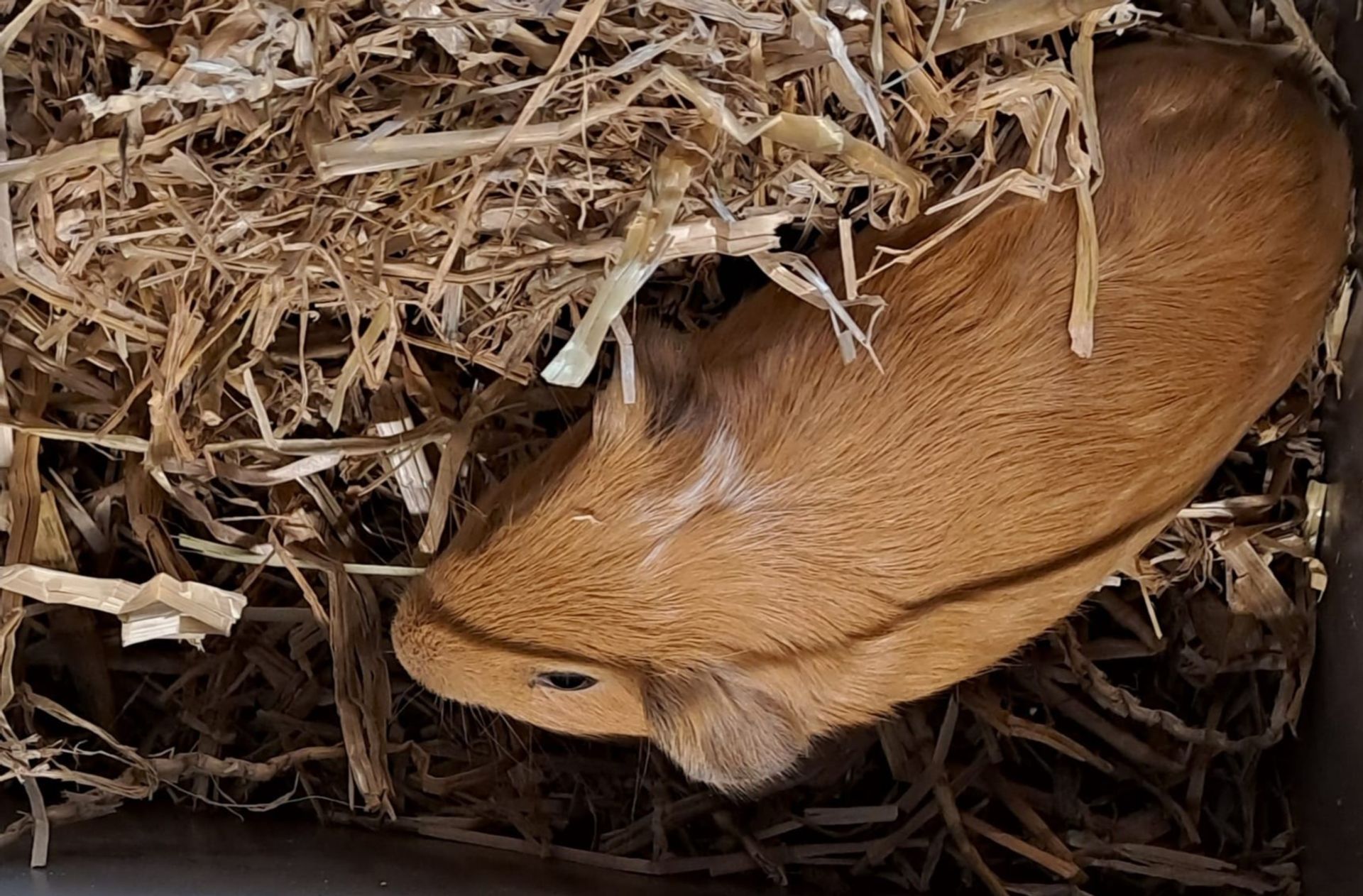 Één van de gedumpte cavia's.