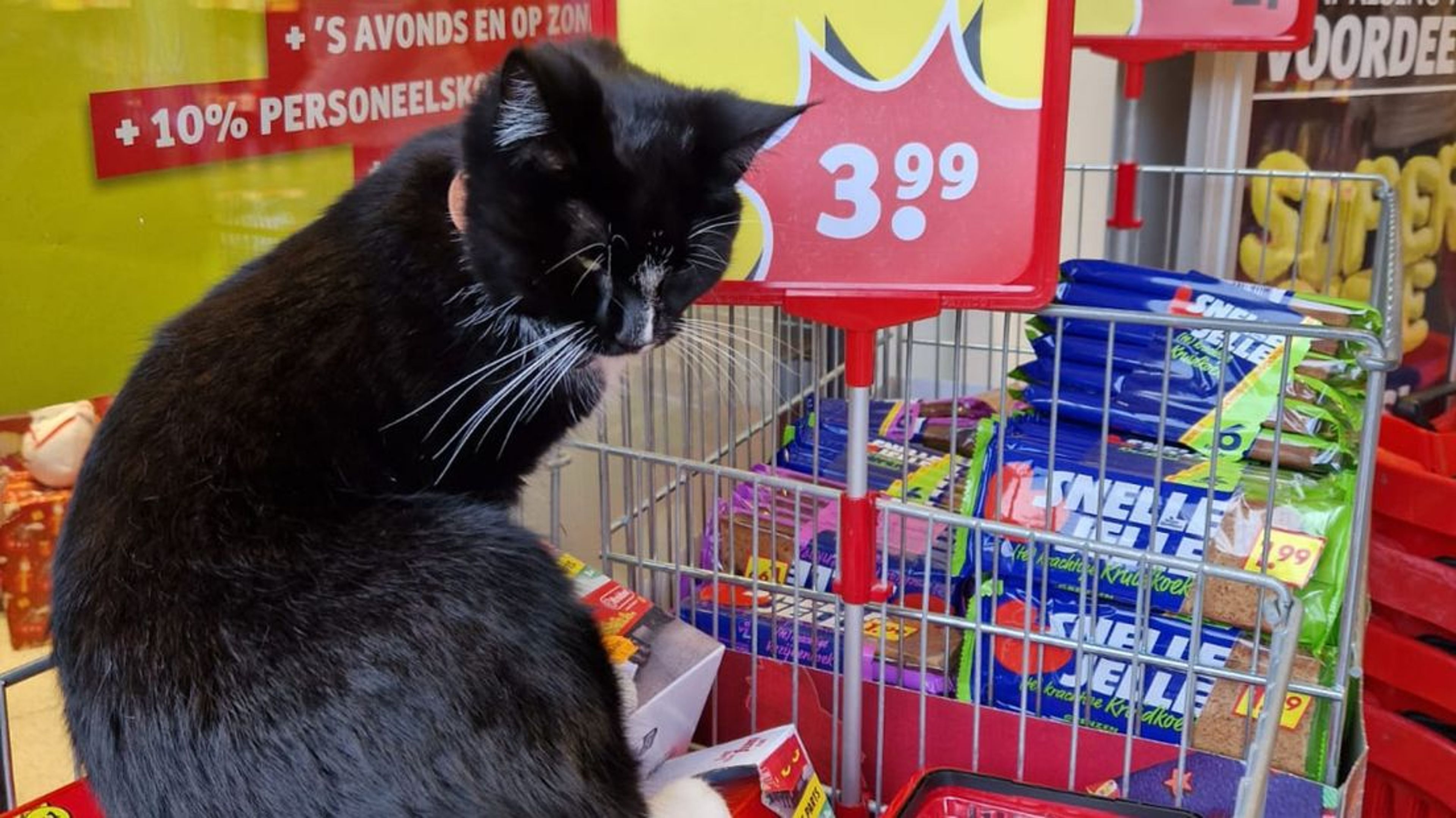 Ook buiten de schappen is de poes vaak te zien.