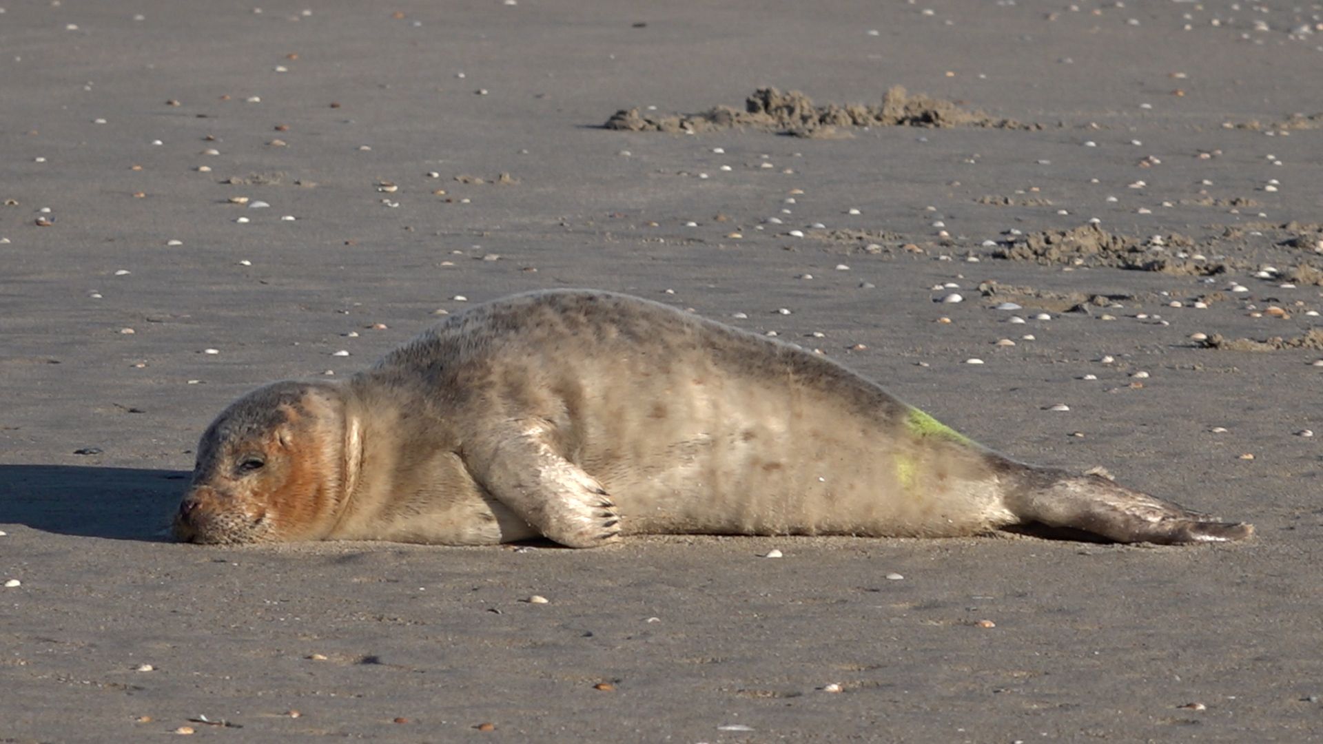 Zieke zeehond van strand gehaald