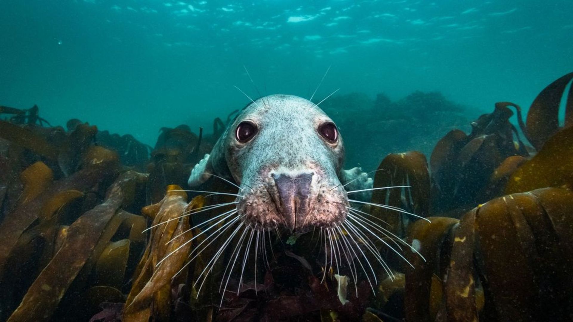 Zeehond in 'De Wilde Noordzee'