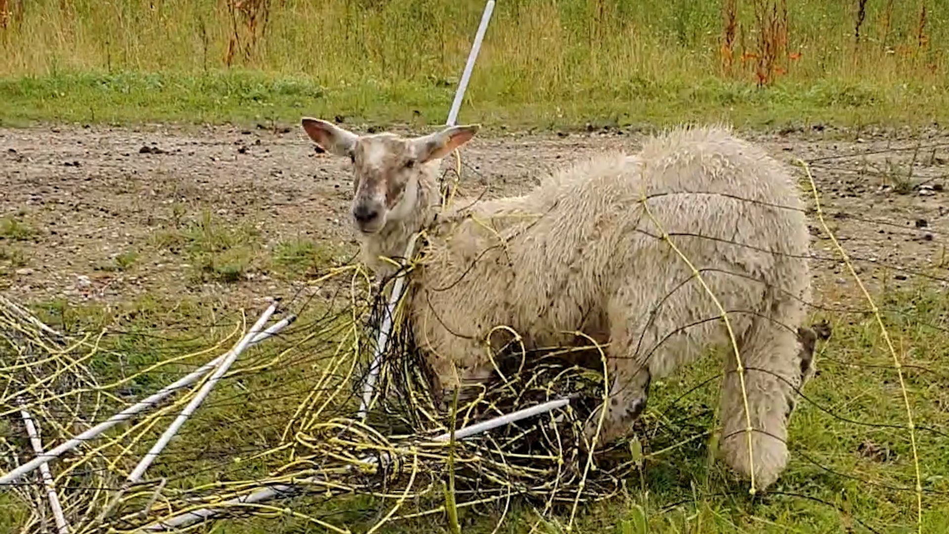 Dekker schaap