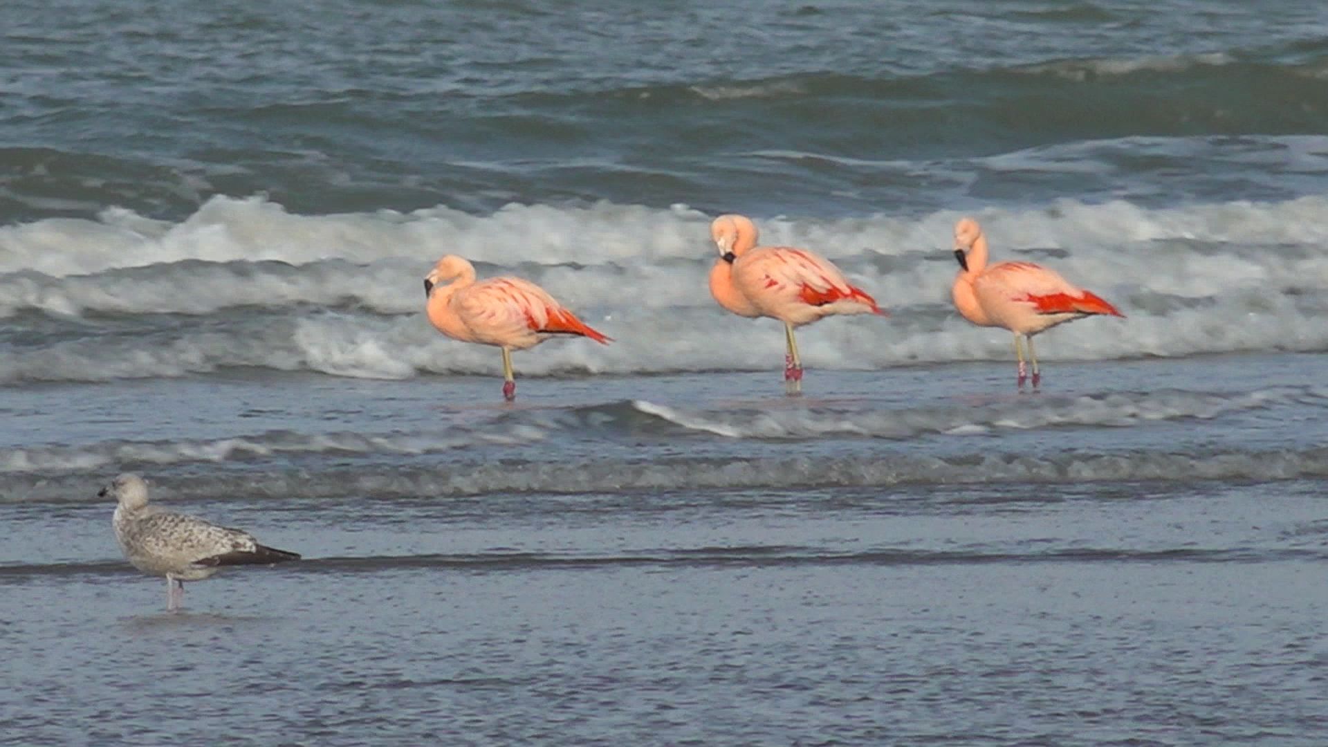 Flamingo's gezien langs Heijdse kust