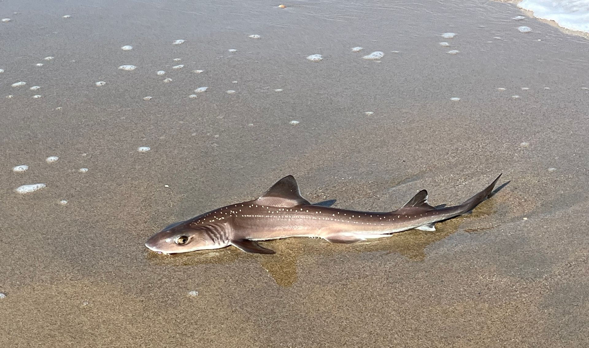 De haai die maandag op het strand lag.