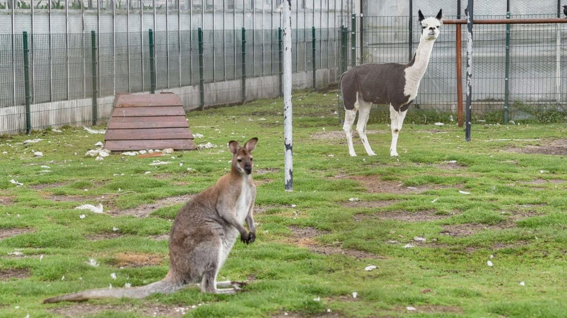 Alpaca en kangoeroe