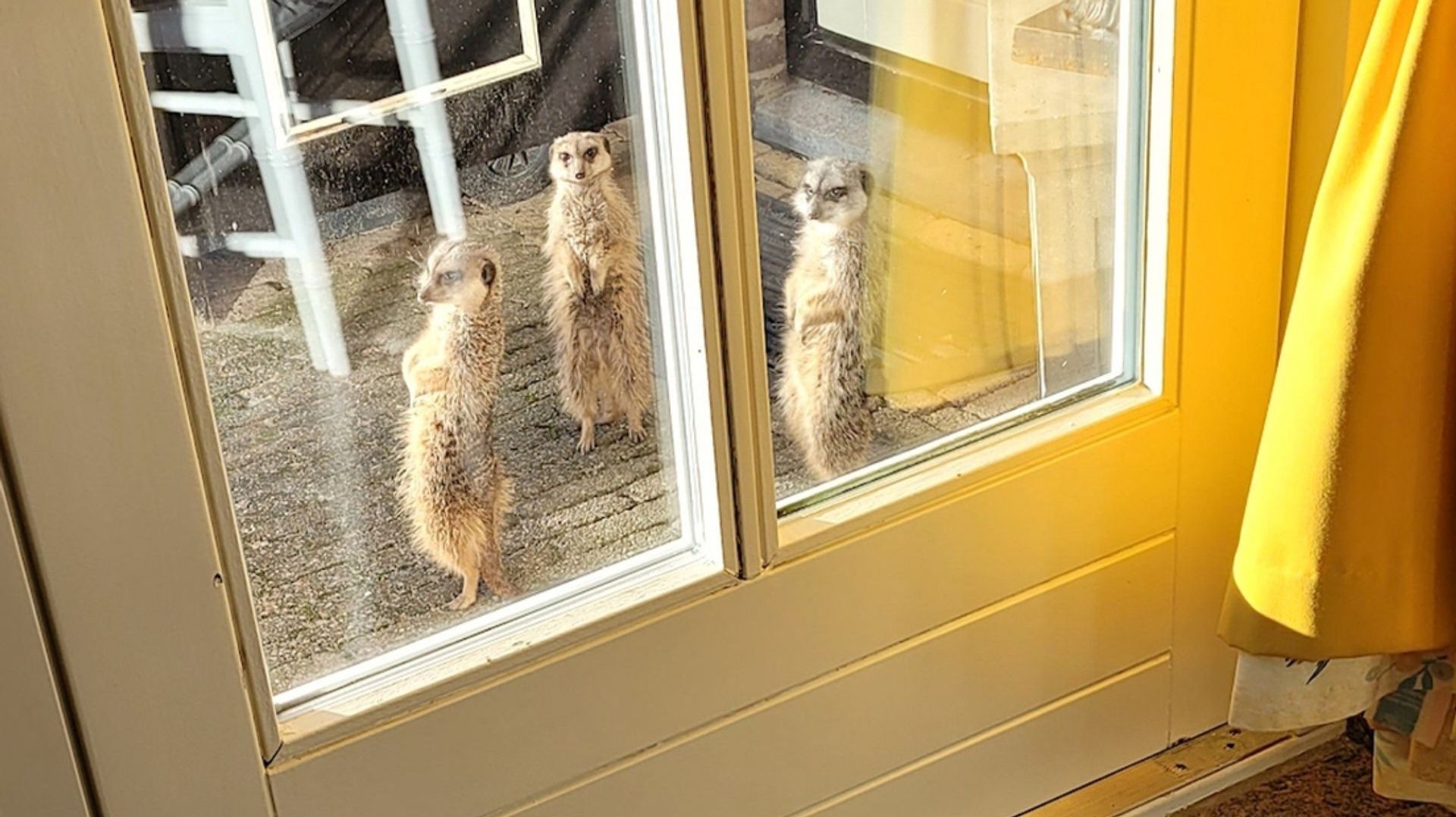 Stokstaartjes ontsnapt uit tuin: "Ze zijn gewoon niet te vangen"